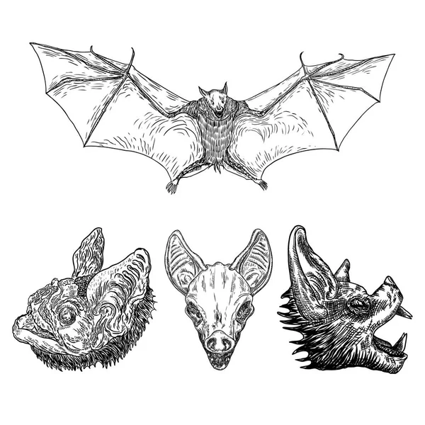 Ensemble de chauves-souris volantes agressives avec des ailes ouvertes dessin. Gothique il — Image vectorielle