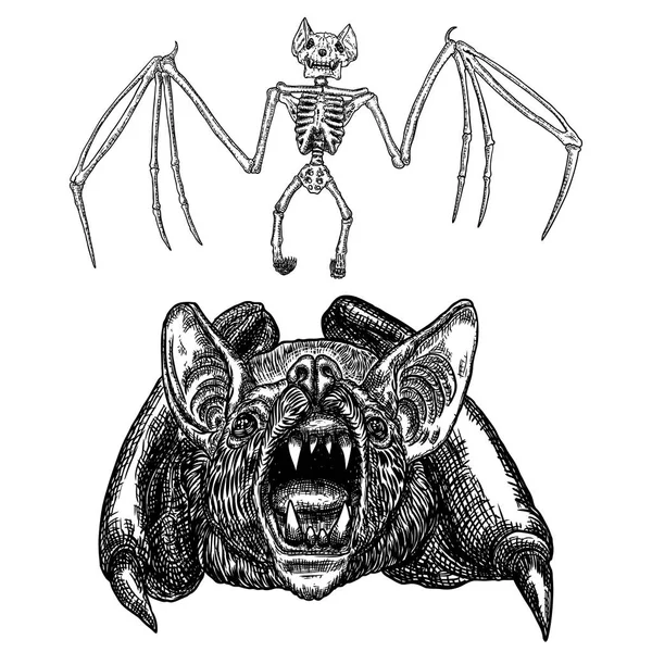 Bat and bat skeleton set drawing. Gothic illustration of aggress — Stock Vector