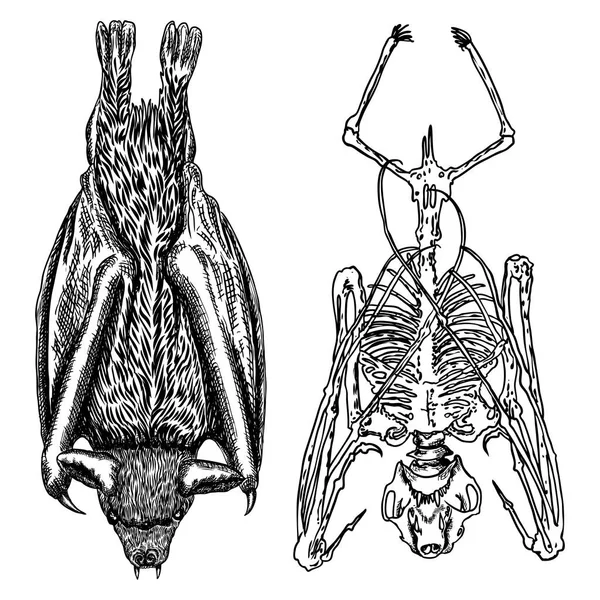 Murciélago y esqueleto de murciélago establecer dibujo. Ilustración gótica de la agresión — Vector de stock