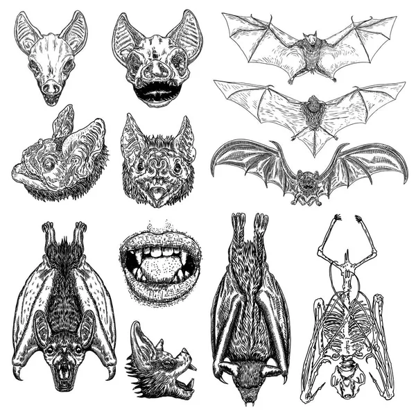 Um grande conjunto de morcegos e vampiros. Lábios humanos com presas, esqueleto , — Vetor de Stock