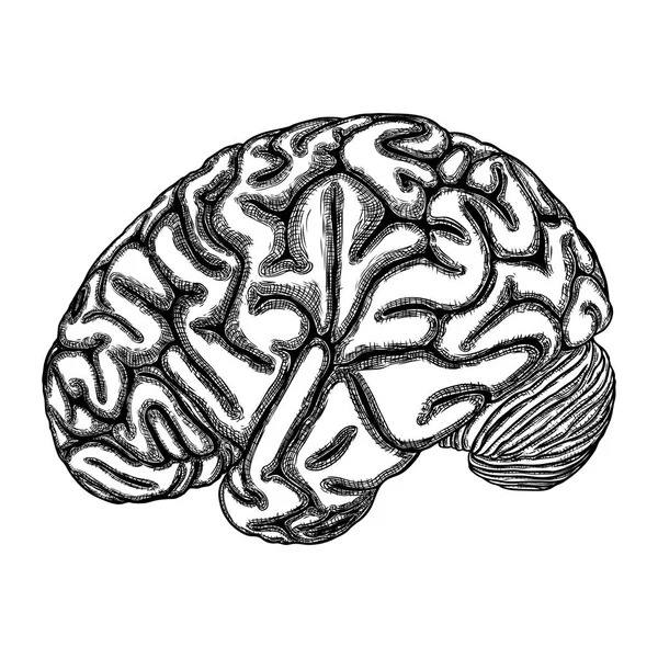 Illustration dessinée à la main d'un cerveau humain à l'encre blanche noire. Végétaux — Image vectorielle