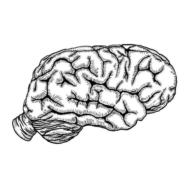 Illustration dessinée à la main d'un cerveau humain à l'encre blanche noire. Végétaux — Image vectorielle