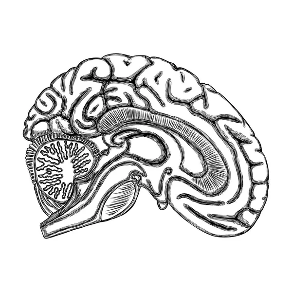 İnsan beyninin beyaz siyah anahat, el çizim gerçekçi o — Stok Vektör