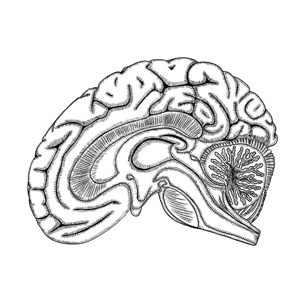 Blanco contorno negro del cerebro humano, dibujo a mano realista o — Vector de stock