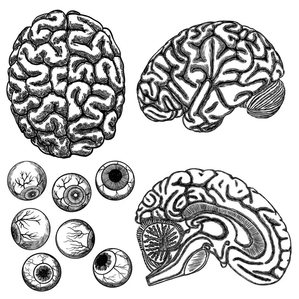 Cervello umano, contorno bianco nero e occhio o bulbo oculare impostato su bianco — Vettoriale Stock