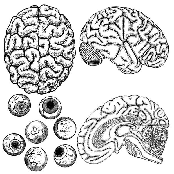 Incisione monocromatica del cervello umano. Parte superiore, laterale e tagliata all'interno della — Vettoriale Stock