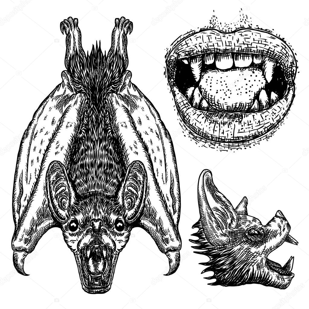 Set of bats. Bat with wings, head or face, human vampire mouth, 