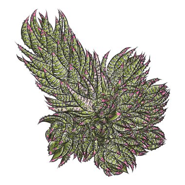 Taze tropik ev bitkisi. Yaz ruh hali unsuru. Yeşil renkli 