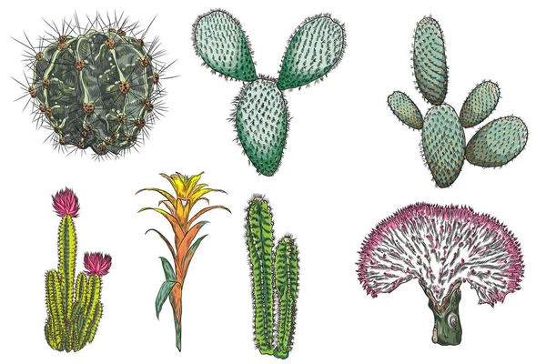 Exotische cactus vetplanten set. Verschillende cactussen en cactussen in co — Stockvector