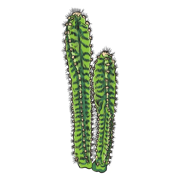 Élénk élénk kaktuszok, vagy egzotikus sivatagi növény Succulent. Egy vect — Stock Vector