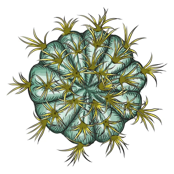 Parlak canlı kaktüs kaktüs veya egzotik çöl bitki sulu. Vektör — Stok Vektör