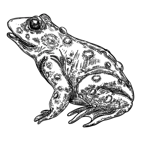 Kikker lijn illustratie. Anuran of Poison Toad handtekening. Bla — Stockvector