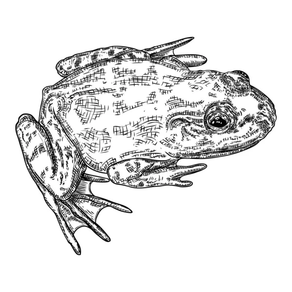 Illustration de ligne de grenouille. Dessin à la main d'un anouran ou d'un crapaud venimeux. Bla ! — Image vectorielle