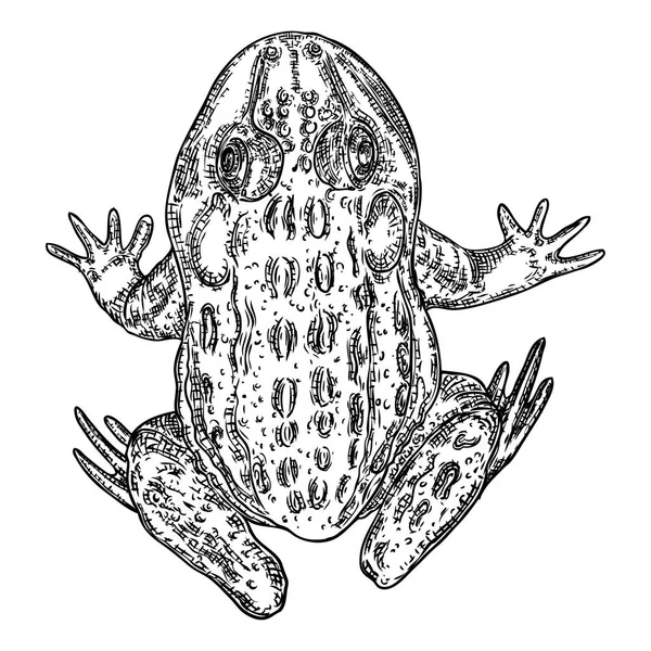 Kikker lijn illustratie. Anuran of Poison Toad handtekening. Bla — Stockvector