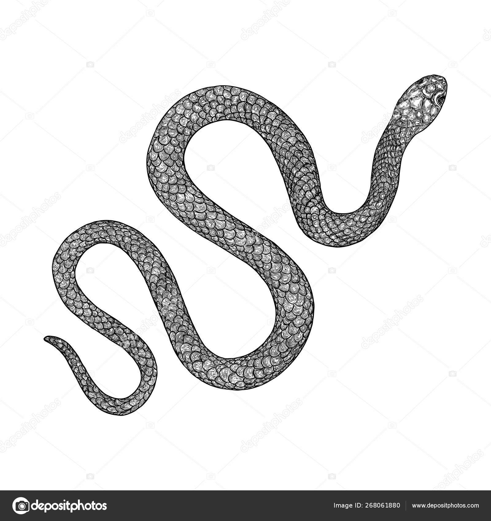 Snake drawing, illustration, vector on white background - stock vector  2980424 | Crushpixel