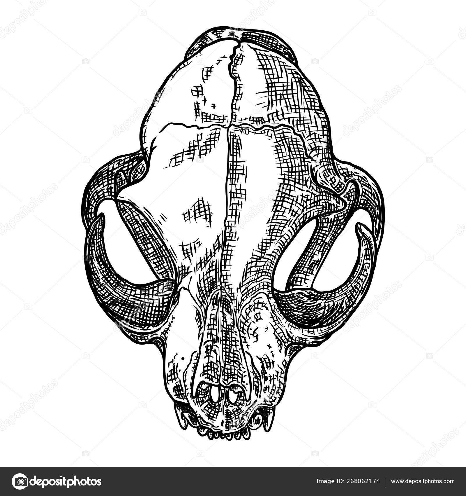 Cat predator skull. Dead animal engraving hand drawing head skul Stock  Vector Image by ©goldenshrimp #268062174