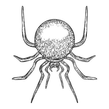 Siyah örümcek yakın, büyük korkunç örümcek izole, zehirli inse