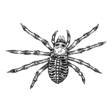 Siyah örümcek yakın, büyük korkunç örümcek izole, zehirli inse