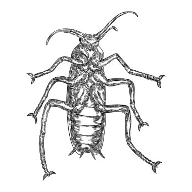 Beyaz arka planda elle çizilmiş hamamböceği. Ha için izole böcek