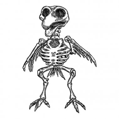 Kuş iskeleti. Witchcraft sihirli, okült öznitelik dekoratif ele