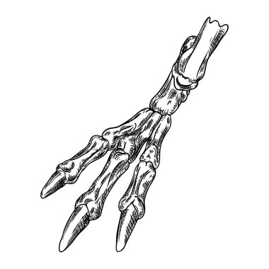 Pençeleri ile kuş bacak kemik iskeleti. Büyücülük sihirli, okült attr