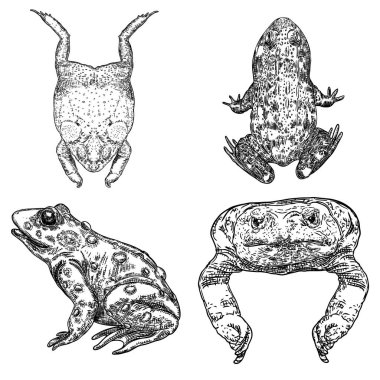 Kurbağa çizgi illüstrasyon seti. Anuran veya zehirli kurbağa el çekmecesi