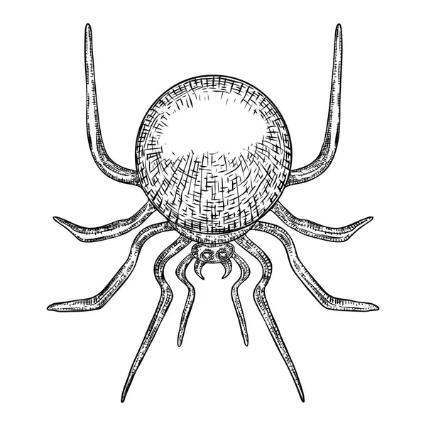 Schwarze Spinne aus nächster Nähe, große beängstigende Spinne isoliert, giftige Insekten — Stockvektor