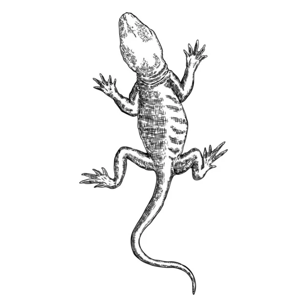 Lagarto ou lagarto gecko isolado e desenhado à mão. Vetor —  Vetores de Stock