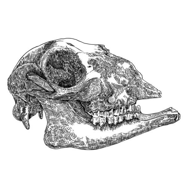 Cabra u oveja cráneo de animal de granja. Dibujo de mano de animal muerto grabado — Vector de stock
