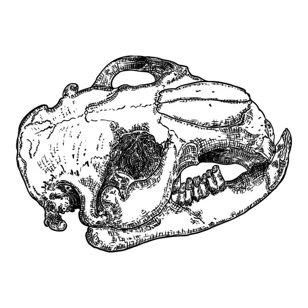 海狸头骨死动物雕刻手画头头骨。Sk — 图库矢量图片