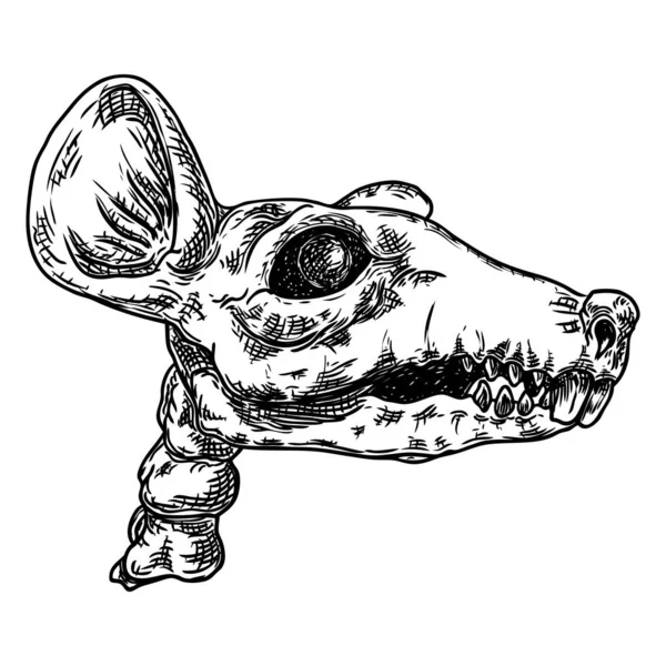 Crânio de esqueleto de rato ou rato. Magia de bruxaria, atributo oculto —  Vetores de Stock