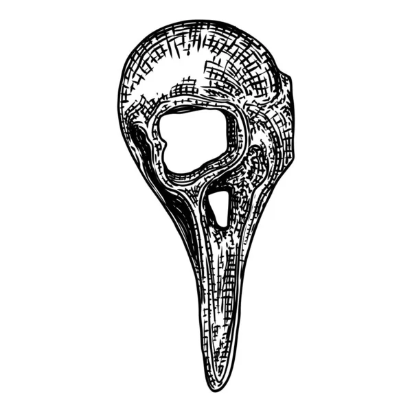 Crânio de corvo. Crânio de pássaro desenhado à mão, esboço de arte de linha de anis corvo — Vetor de Stock