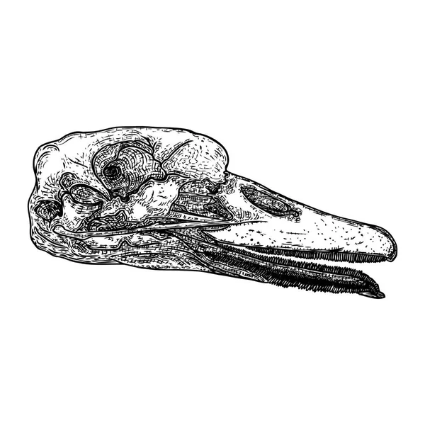 Duck Head skull. Hand ritning. Witchcraft Magic, ockult. — Stock vektor