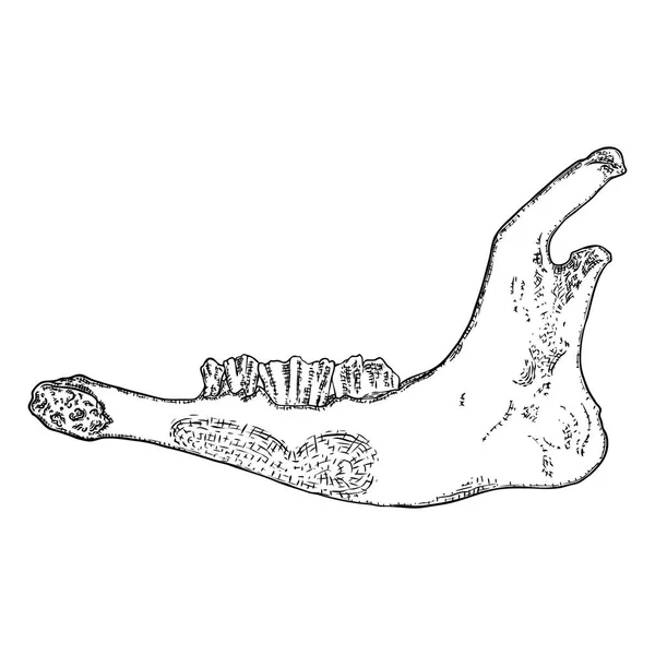 Mandíbula de oveja o cabra. Huesos de dientes envejecidos. Granja, animal doméstico freeh — Archivo Imágenes Vectoriales
