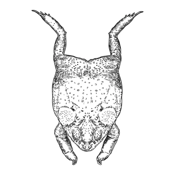 Žabí čára ilustrace. Anuran, nebo jed na kreslenými prsty. Bla — Stockový vektor
