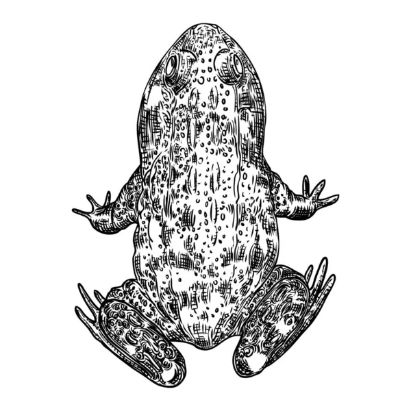 Illustrazione linea di rana. Disegno a mano di rospo corano o veleno. Bla — Vettoriale Stock