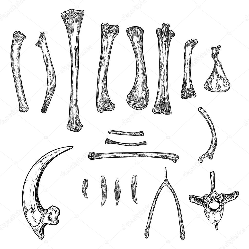 Set of bird skeleton bones for magic cult , wishbone, arm, wing,