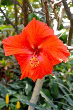 Orman eğrelti otu arka planda ebegümeci Egzotik kırmızı orman çiçek. 