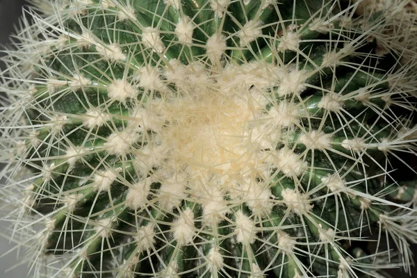 Cactus Verde. Suculenta en colores verdes. Primer plano fondo pla — Foto de Stock