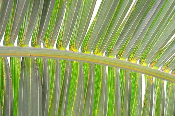 줄무늬 정글 팜 잎 화분. 개요 녹색 질감 배경 — 스톡 사진