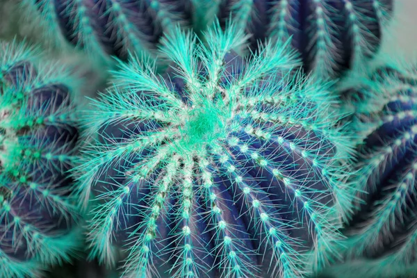 Trendige zweifarbige Gradienten Neon Kaktus Pflanze Nahaufnahme Hintergrund. — Stockfoto