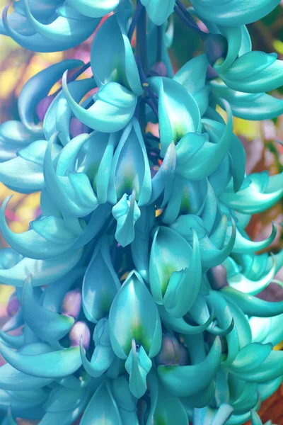 Exotische Blumenpflanze. Jadeweinblüte. Nahaufnahme in türkisfarbener Tonne — Stockfoto