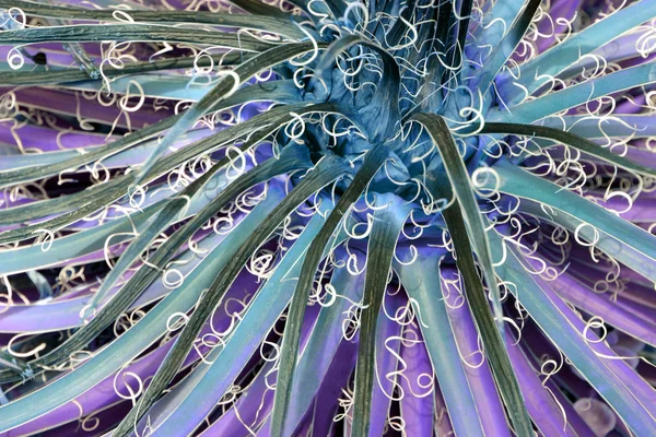 Pianta di cactus da vicino. Concetto arte della moda. Surrealismo minimo . — Foto Stock