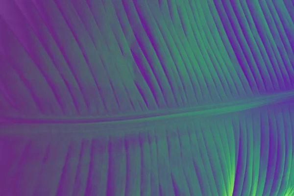 Exotic plant palm leaves close up in duo  purple  blue gradient — Stock Photo, Image