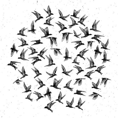 Siyah el çizilmiş vuruş kuşlar, akın ayarlayın. Çizim krokisi. -ını
