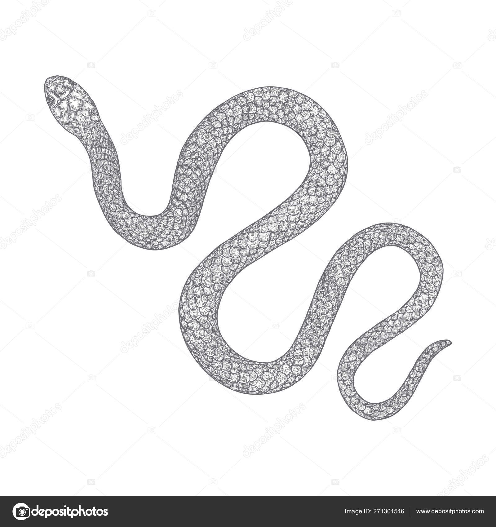 Cobra Da Serpente 3D Isolada Em Um Branco Ilustração Stock