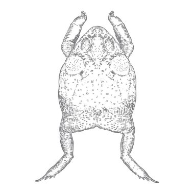 Gri Orman Kurbağası çizgi illüstrasyon. Sihirli anuran veya zehir t