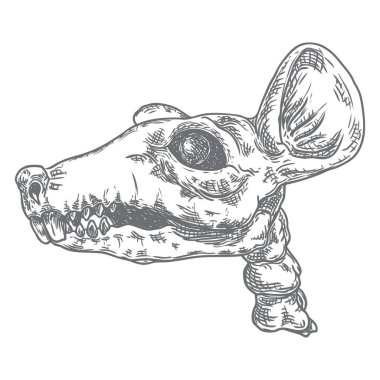 Fare veya fare iskeleti kafatası. Büyücülük büyüsü, okült özellik 