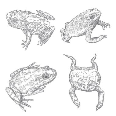 Çeşitli kurbağalar seti, zehirli kurbağalar el çizimi, siyah cadı