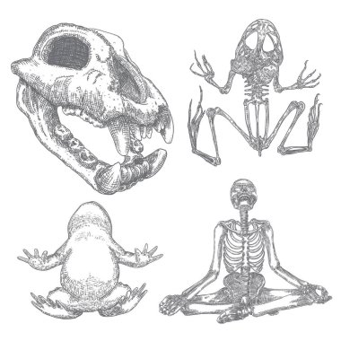 Sihirli hayvan elementleri ayarlandı. Sihirbaz collec için el çizilmiş kroki